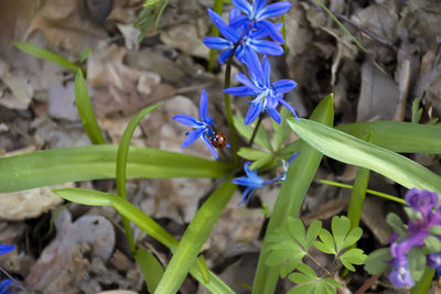 Close-up of purple flowers
