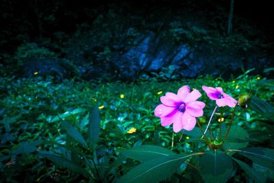 Close-up of pink flowers blooming outdoors