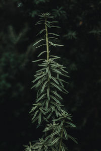 Close-up of pine tree