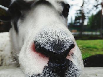 Close-up portrait of dog