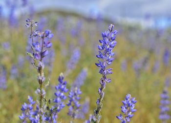 Close-up of lavender flowers