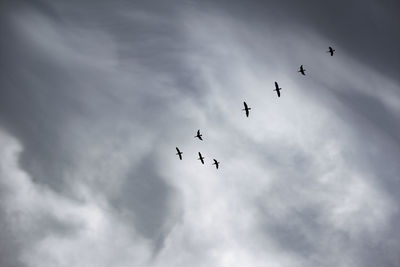 Low angle view of birds flying in sky