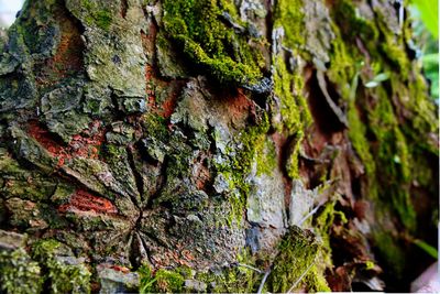 Close-up of tree trunk