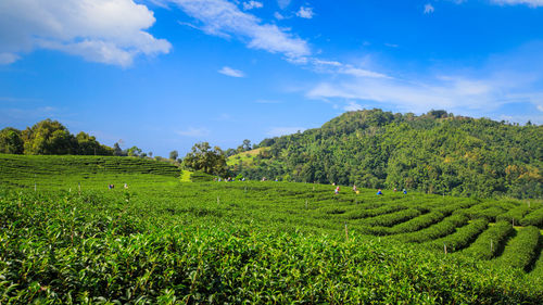 Green tea plantation and small people with mountain cloud in asia