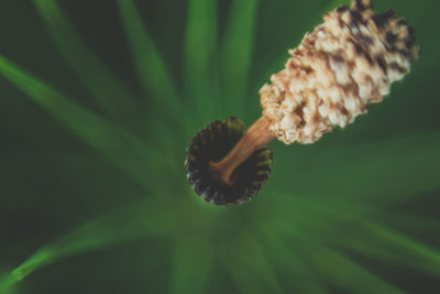 Close-up of caterpillar on plant