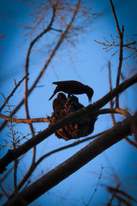 Low angle view of bird perching on branch against sky