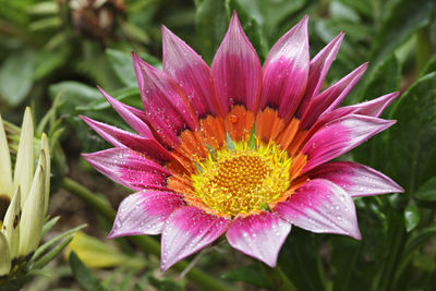 Close-up of pink flower