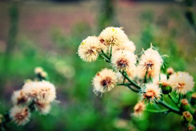 Close-up of flowering plant on field