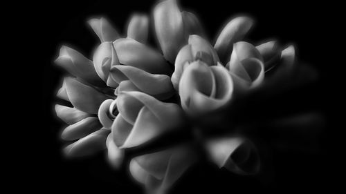 Close-up of cropped hand against black background