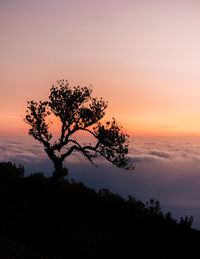 Silhouette tree against sky during sunset