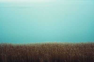 Crops growing on field against sky