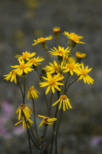 Close-up of yellow flowering plant