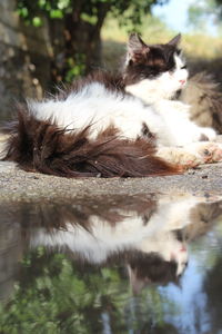 Cat resting in a lake