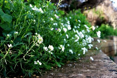 Close-up of plants