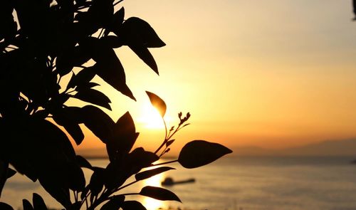 Close-up of plant against sky at sunset
