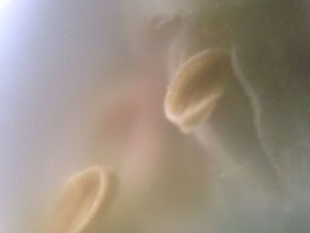 Close-up of plant against white background