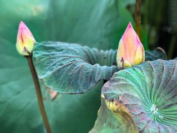 Close-up of lotus water lily