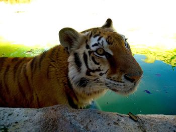 Close-up of tiger against sky