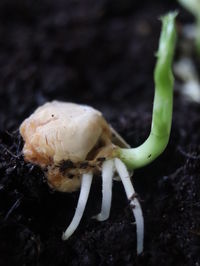 Close-up of crab on field