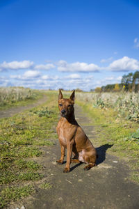 Dog looking away on field