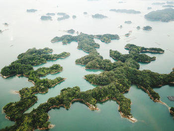 High angle view of plants and sea