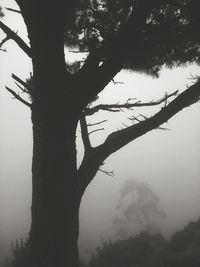 Low angle view of silhouette tree against sky