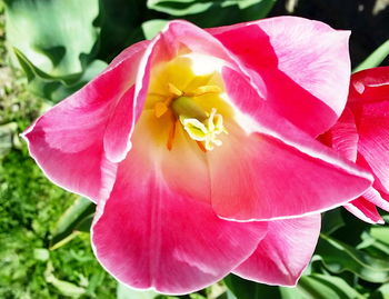 Close-up of pink flower