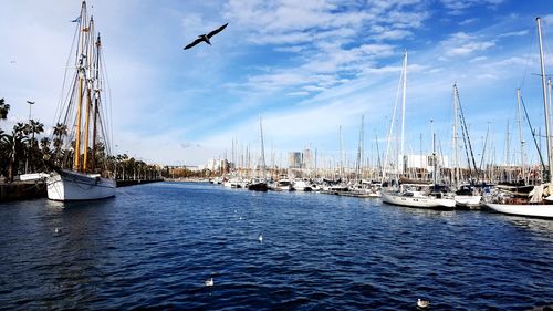 Sailboats moored on harbor against sky