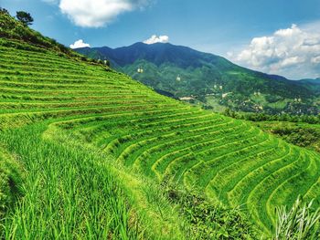 Scenic view of agricultural field against sky