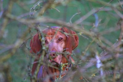 Close-up portrait of a dog