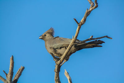 A grey loerie known as a go away bird