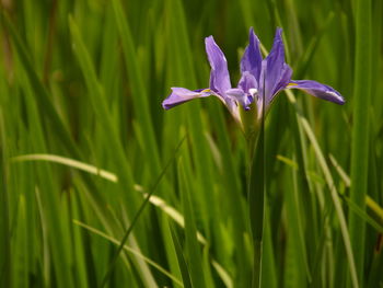 Close-up of purple flowering plant on field