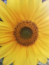 Close-up of sunflower