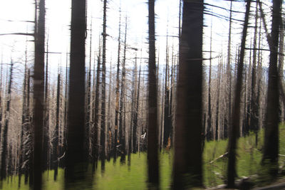 Trees growing in forest
