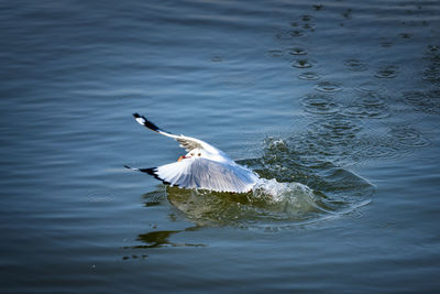 Bird flying over lake