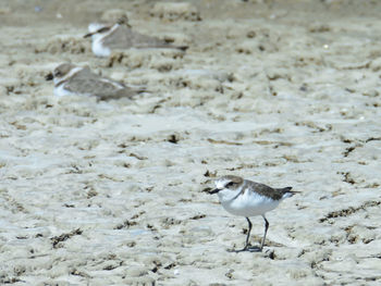 Seagull on a beach