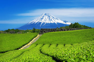 Scenic view of farm against sky