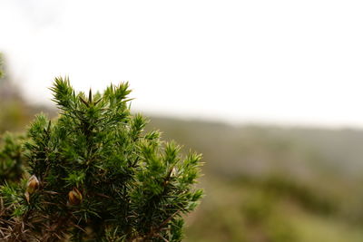 Close-up of plant growing on field against clear sky