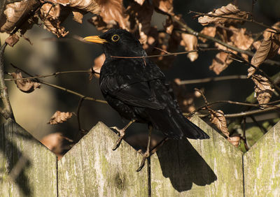 Close-up of bird perching on wood