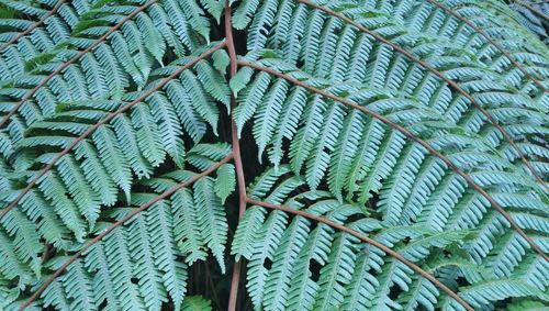 Full frame shot of fern leaves