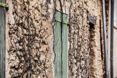 Close-up of weathered wall by tree trunk