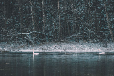 View of swan floating on lake