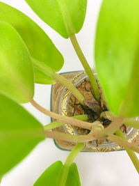 Directly above shot of potted plant against white background