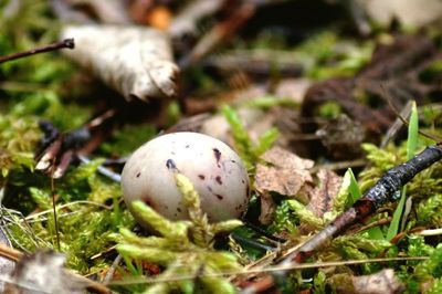 Close-up of mushrooms