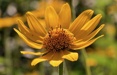 Close-up of yellow flower blooming outdoors