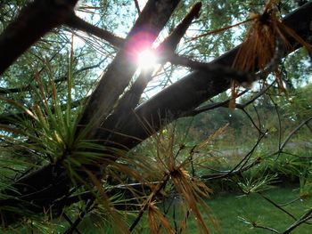 Sun shining through trees