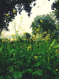 Close-up of fresh green plants against sky