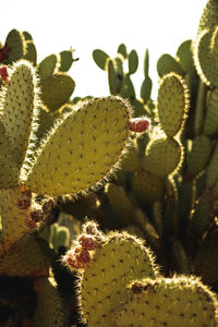 Close-up of prickly pear cactus