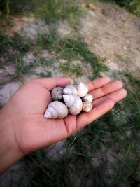 High angle view of person hand holding plant