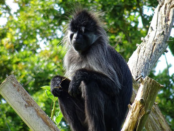 Low angle view of monkey sitting on wooden post